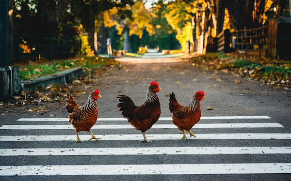 Chickens can't cross the road in Georgia