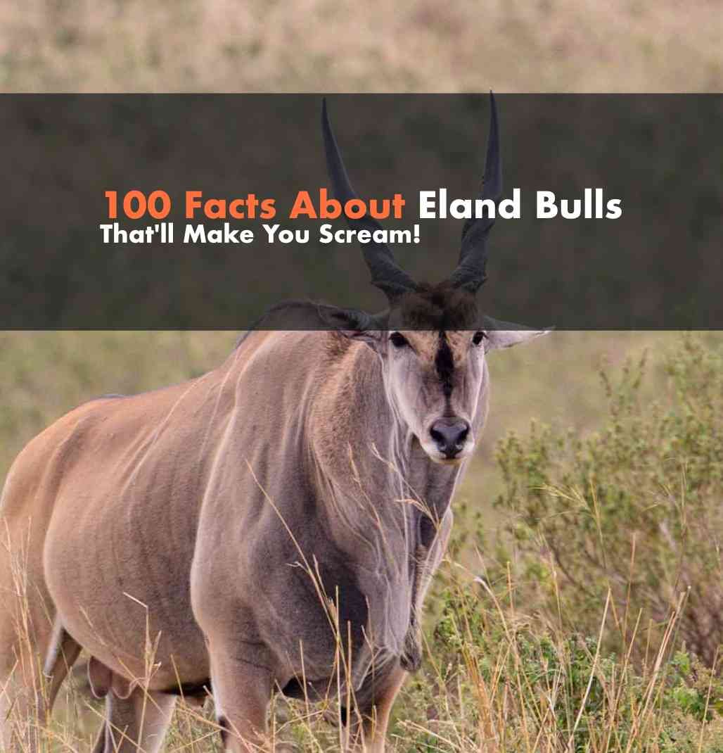 100 Facts About Eland Bulls