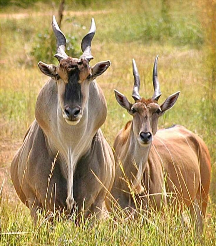 100 Facts About Eland Bulls
