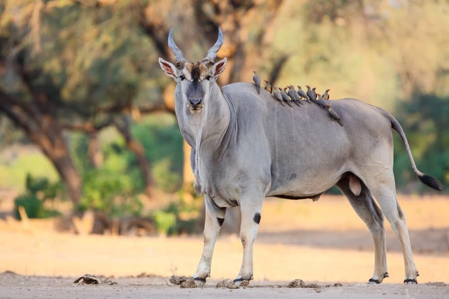 100 Facts About Eland Bulls
