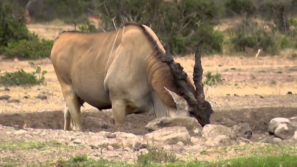 100 Facts About Eland Bulls
